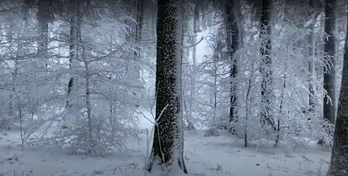 snow-covered deciduous trees in a cloud on top of a mountain. High quality photo