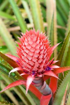 macro image of a pineapple growing on a pineapple plantation