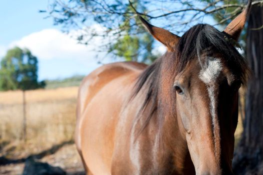 Closeup of the face of a brown horse standing outdoors under a tree