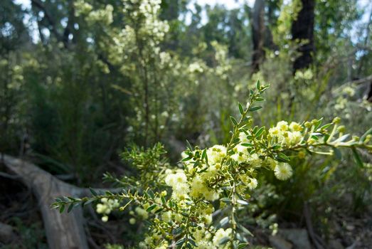 flowers on a wattle plant growing in tasmanian woodland