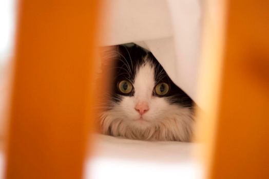 a cute black and white cat