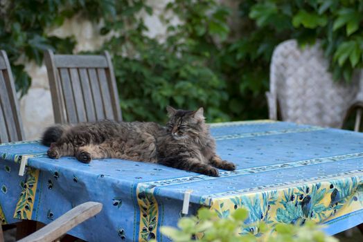 cat napping on garden table