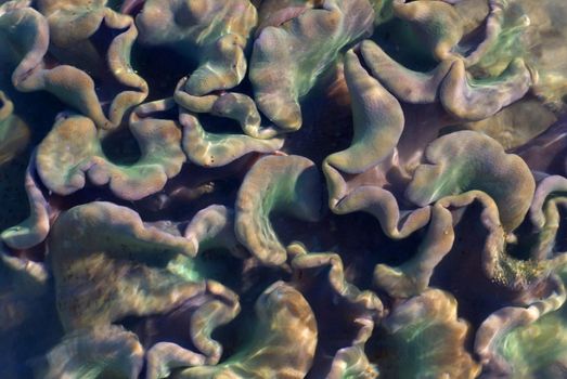 macro image of the structure and colours of an elephants ear soft coral