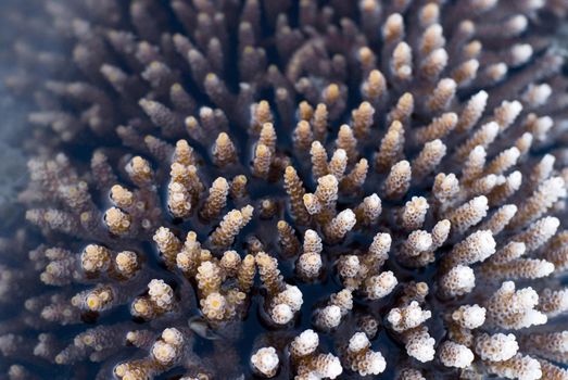 coral of the order Acropora millepora