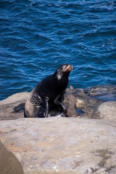 a black seal sat on a rock with the ocean behind