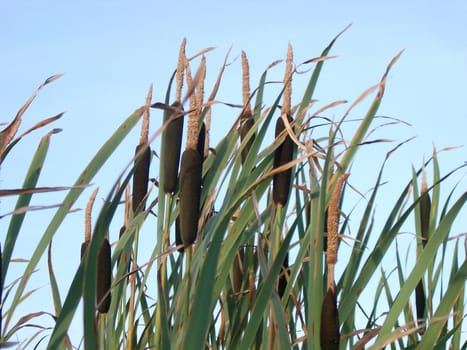 bullrushes agains a blue sky