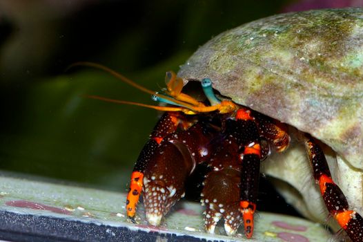 a blue legged hermit crab hinds in his shell