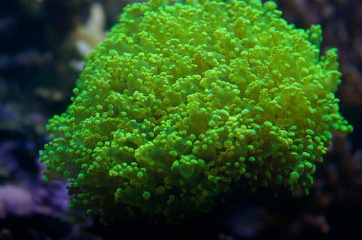 a vivid green display of soft corals, Euphyllia divisa - also known as Honey Coral Wall, Grape Coral or Octopus Coral