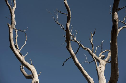 Dead tree branches against a clear sunny blue sky showing the life cycle of plants in nature