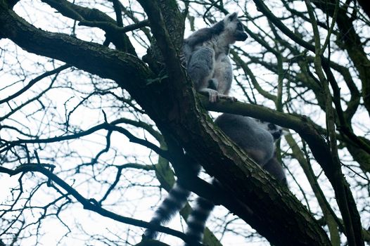 Madagascan lemurs in captivity perched high in the branches of a tree with copyspace