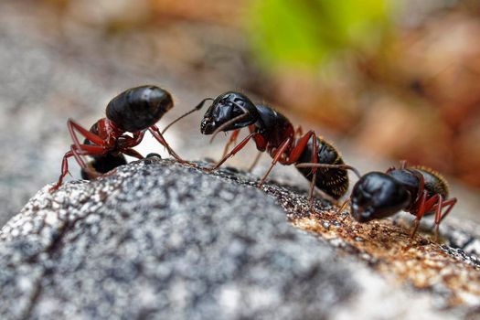 Carpenter Ants moving around and communicating.