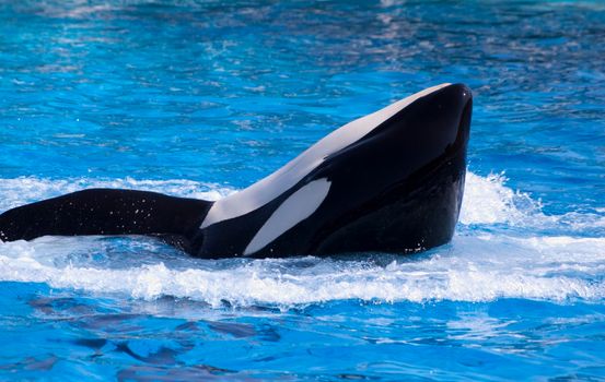 an orca or killer whale in the water