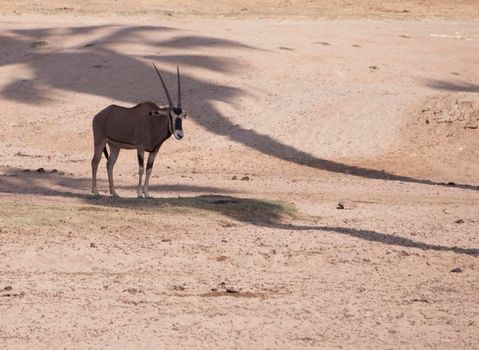 a Gazelle standing in the shade