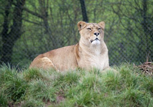 African lioness, Panthera leo, lying resting on a grassy bank in captivity