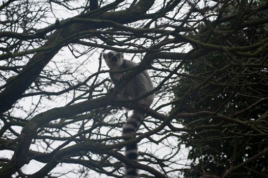 Ring-tailed lemur with its distinctive barred striped tail perched in the branches of a tree