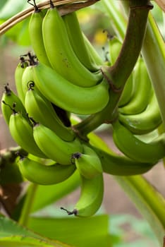 Closeup view of a cluster of fresh ripening bananas growing on a banana palm attached to a central stalk
