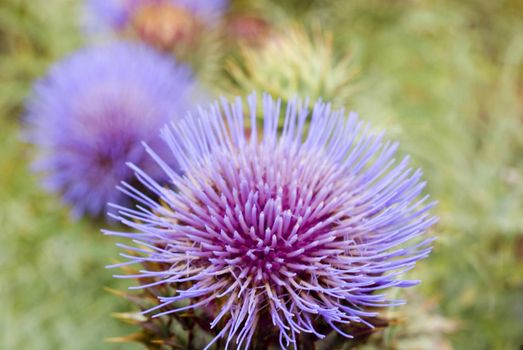 Close up detail of a flowering purple thistle the national symbol of Scotland, growing outdoors in a meadow