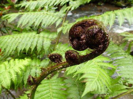 New fern frond of the sword fern growing outdoors in the garden unfurling in spring , close up view