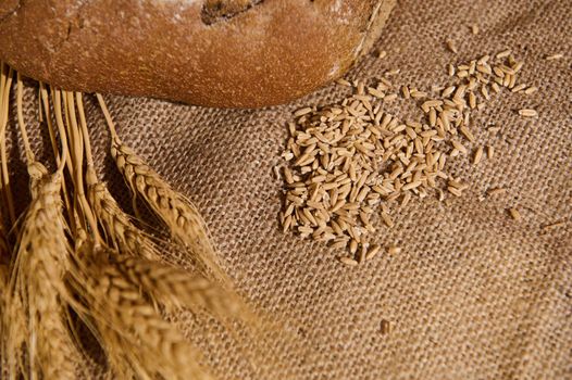 Selective focus. Still life. View from abobe of oat grains scattered on the burlap tablecloth, next to golden spikelets of wheat and partial view of whole grain homemade sourdough bread. Copy ad space