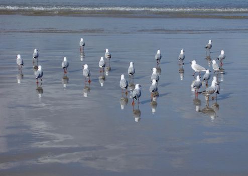 a flock of seagulls looking for food on a beach