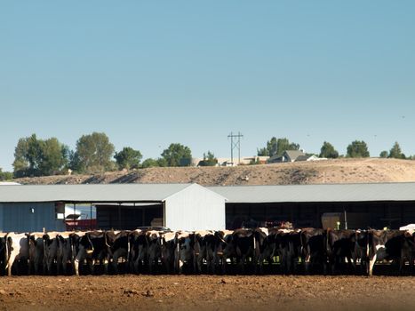 Dairy cows in a row feeding on hay.