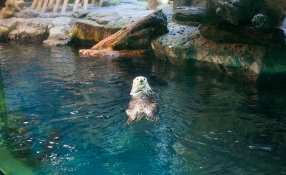 A captive otter floating on his back in an aquarium