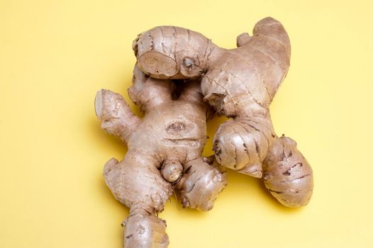 Root ginger, or whole rhizomes of fresh ginger, a pungent spice and flavouring in cooking with medicinal properties