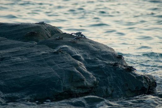 Marine crabs scuttling over rocks in the intertidal zone on the seashore of a Fijian island with copyspace