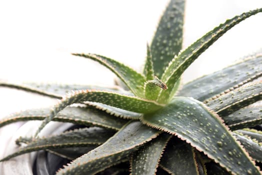 Close up on the patterned leaves of an aloe plant growing in a pot over a white background