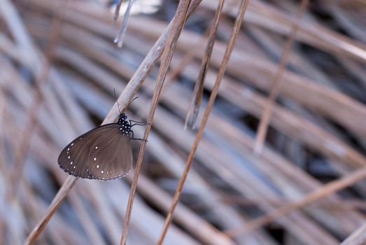 Closeup of a brown butterfly with closed wings perched on a dry grass stalk with copyspace