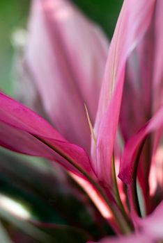 Pink cordyline flower, a monocut tropical plant known for being able to reproduce from small pieces of stem