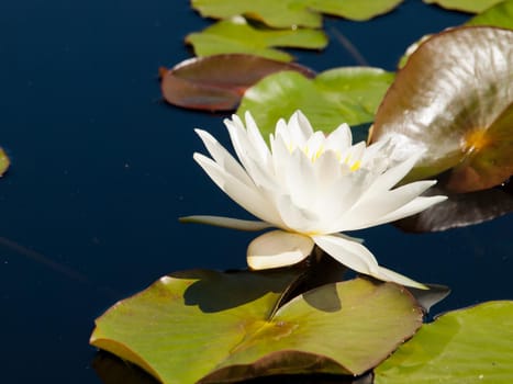 White water lilies.