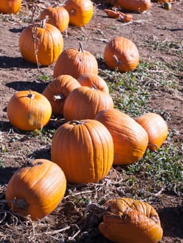 Field of ripe pumpkins on a sunny day.