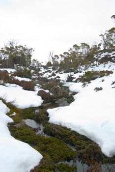 a stream running through a snowy winter landscape in walls of jerusalem national park, tasmania