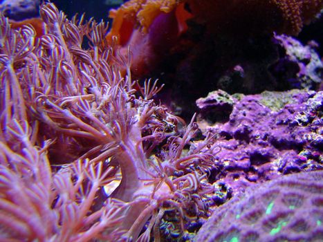 a vivid display of colorful soft coral polyps, Heteroxenia Polyp or the family Xeniidae