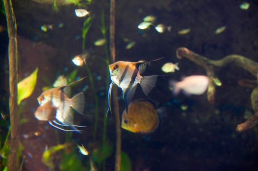 Colourful freshwater angelfish swimming in an aquarium - these fish breed well in captivity forming monogamous pairs and therefore make excellent aquarium pets