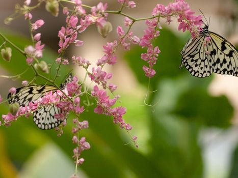 Paper Kite butterflies