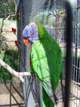 spectacular colours a captive Rainbow Lorikeet