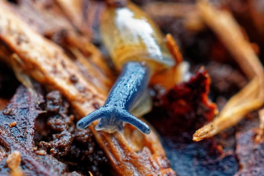 A snail on the forest floor.