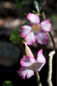 Close Up of Beautiful Pink Flower Blossoms Growing in Bright Sunlight