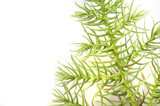 Tip of a young green pine branch on white with copyspace symbolic of Christmas and the festive season