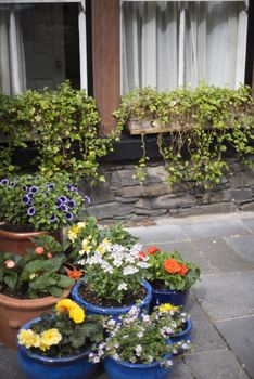 Colorful assortment of summer flowers in blue ceramic flowerpots on a paved patio or courtyard outside a house