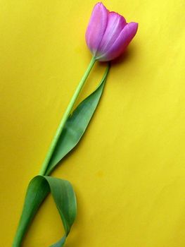 Single cut fresh purple spring tulip lying diagonally on a yellow background with copy space