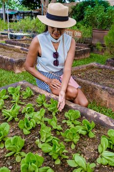 Organic Eco farm in Thailand, close up of Thai Basil at an ecological farm, Thai Basilicum. Asian women visiting a farm