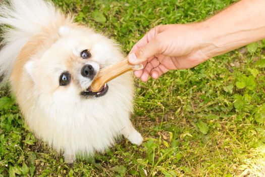 Pomeranian dog chewing a bone on green grass background. Man giving food to pet