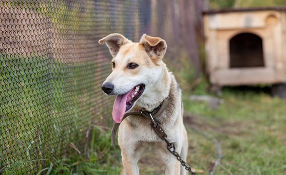 A cheerful big dog with a chain tongue sticking out. Portrait of a dog on a chain that guards the house close-up. A happy pet with its mouth open. Simple dog house in the background