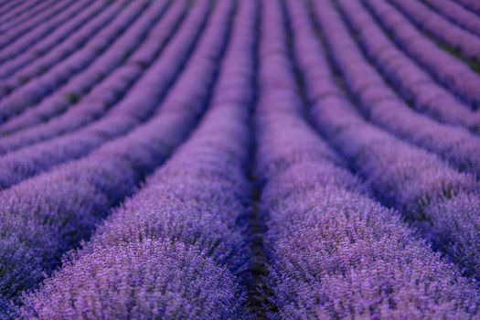 Lavender flower blooms fragrant fields in endless rows.