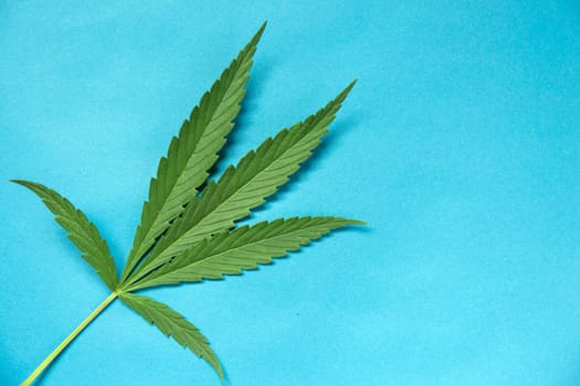 Close up green fresh cannabis leaf on a blue background.