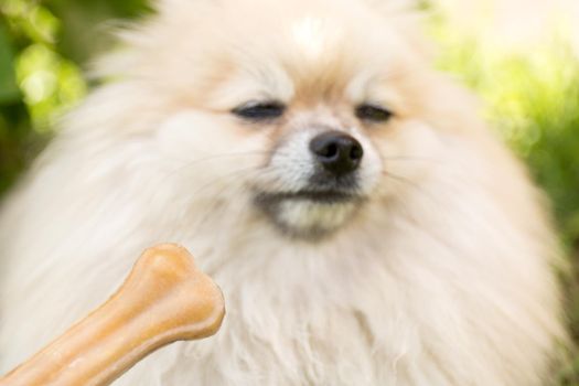 Treats for animals. Picky dog refuses to eat. Bone on blur background
