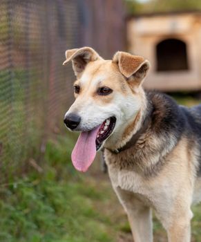 A cheerful big dog with a chain tongue sticking out. Portrait of a dog on a chain that guards the house close-up. A happy pet with its mouth open. Simple dog house in the background